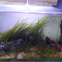 آکواریوم پلنت