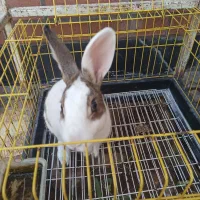 خرگوش باقفس|موش و خرگوش|محمدشهر, ولدآباد|دیوار