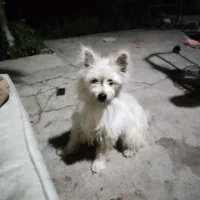 سگ پامرین|سگ|محمدشهر, محمدشهر|دیوار