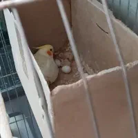 مولد عروس هلندی  لوتینو|پرنده|بهارستان, |دیوار