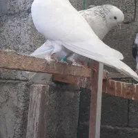 ۵عدد کبوتر پرشی خوب|پرنده|بندر انزلی, بشمن|دیوار
