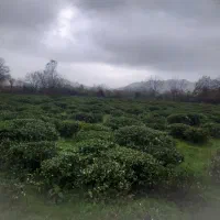 ۶۰۰۰ متر زمین باغی در اطاقور    اشیان