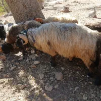 یک راس نرمیش|حیوانات مزرعه|بازفت, |دیوار