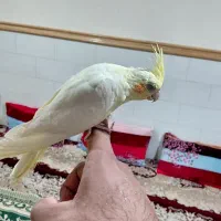 عروس هلندی چشم شرابی