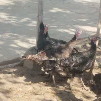 هشتدر خان|حیوانات مزرعه|کشاورز, |دیوار