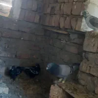 چندعددکفترنسل داروخوب بفروش میرسد