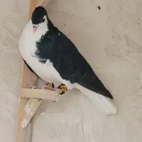 ساده کاکلی
