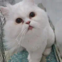 گربه بریتیش|گربه|مشهد, شهرک مهرگان|دیوار