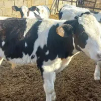 فروش گوساله نر شیر گرفته شده|حیوانات مزرعه|تفت, |دیوار