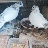 جفت نروماده عتیقه|حیوانات|یزد, |دیوار