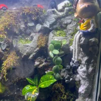 آکواریوم|ماهی|تهران, آهنگ|دیوار