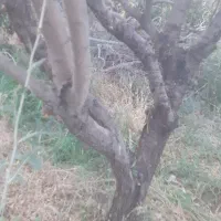 قطعه زمین در مرکز چورس