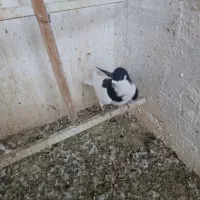 چپ سیاه نر|پرنده|قزوین, |دیوار