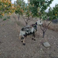 بره قوچ پلنگی خالسیاه اصل|حیوانات مزرعه|شازند, |دیوار