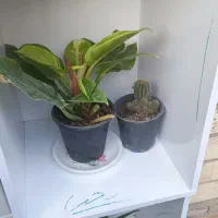 گلهای خانگی طبیعی|گل و گیاه طبیعی|پارسآباد, |دیوار