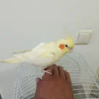 عروس هلندی دستی