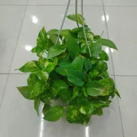 پتوس سبز آویز دار