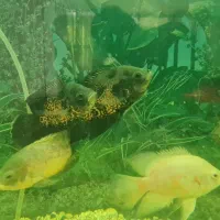 اسکار باله بلند|ماهی|لنجان, |دیوار