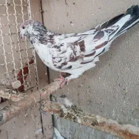 کفتر خوب|پرنده|قم, انسجام|دیوار