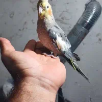 عروس هلندی نر سخنگو