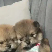 توله سگ پامر خرسی نر|سگ|مشهد, امیریه|دیوار