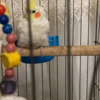 عروس هلندی اشتی فروش فوری پول لازم