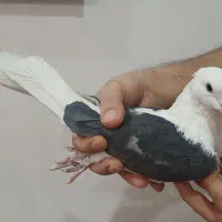 کفتر|پرنده|تهران, وردآورد|دیوار