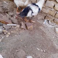 اوردک  سالم