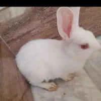خرگوش|موش و خرگوش|اصفهان, پوریای ولی|دیوار