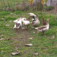 فروش غاز بالغ