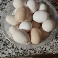 تخم مرغ لری و گلین نطفه دار و خوراکی