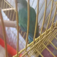 طوطی برزیلی|پرنده|تهران, سردارجنگل|دیوار