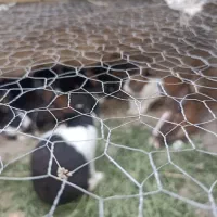 خر گوش|موش و خرگوش|سراوان, |دیوار