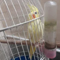 عروس هلندی پرنده