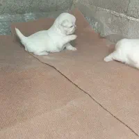 سگ پیکینیز امپریال اصیل