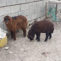 دوتاگوسفندنرسالم وچاق بفروش میرسه
