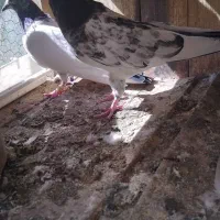 کفترتیدی اصلی|پرنده|قم, الوندیه و گذر صادق|دیوار