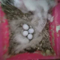 فنچ با تخم|پرنده|ابریشم, |دیوار