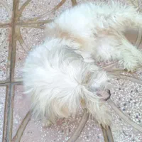 سگ پا کوتاه پشمالو خانگی