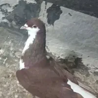 خوشرنگ سرخ|پرنده|اقبالیه, |دیوار