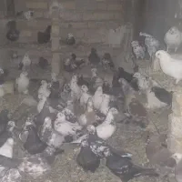 حیوانات مزرعه کبوتر