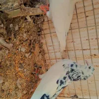 پنج جفت نروماده