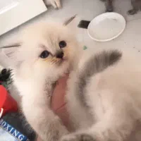 گربه