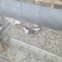 چندتا رنگه ماده