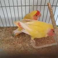 جفت بریزیلی صورت هلویی