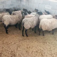میش رومانف آبستن چند قلو زا (درگز)|حیوانات مزرعه|مشهد, منزل آباد|دیوار
