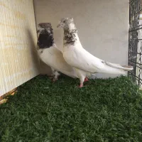 کفتر سو خال قدیم