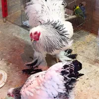 تخم نطفه دار زینتی