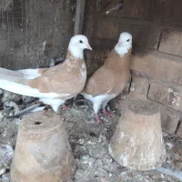 کبوترتهرانی|پرنده|خسروشاه, |دیوار