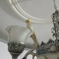 عروس هلندی|پرنده|کرج, شاهینویلا|دیوار